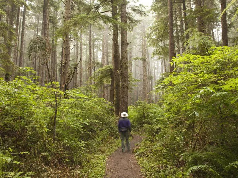 Olympic forest National Park