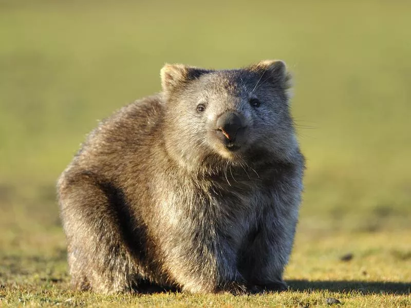 Wombat