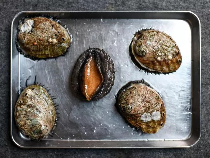 Monterey Bay red abalone at Angler