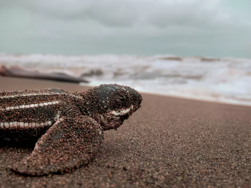 Baby sea turtle on its way to the shore