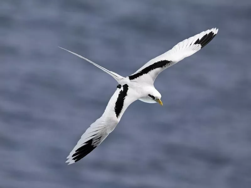 White-tailed Tropicbird