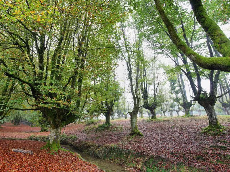 Gorbeia Natural Park