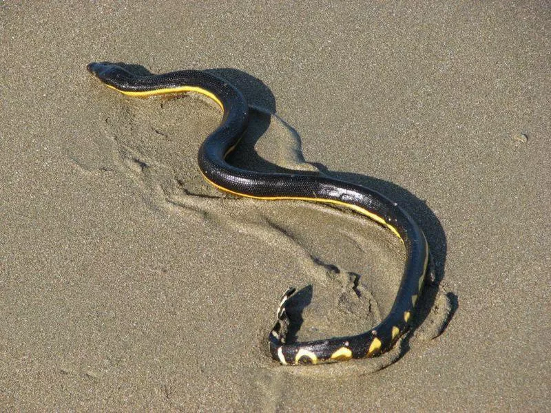 Yellow-bellied snake at Bolsa Chica State Beach