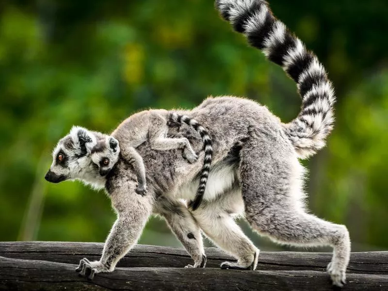 lemur