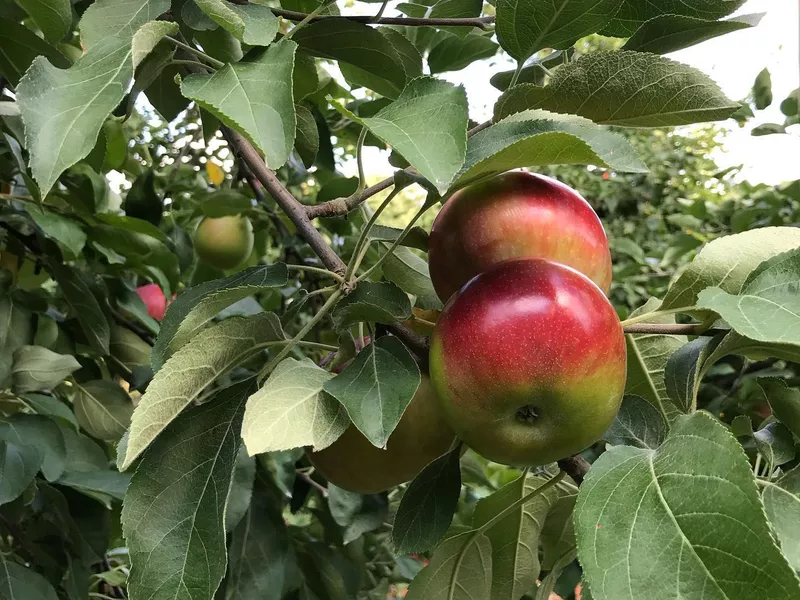 Apples in Ochs Orchard, New York