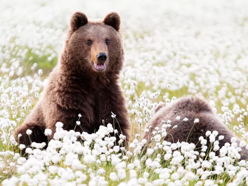 Finland bears