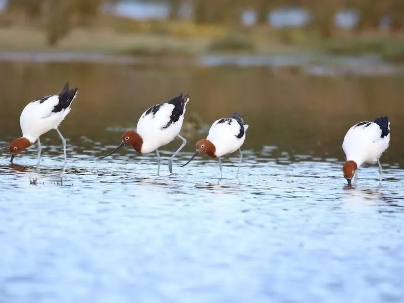 American Avocet