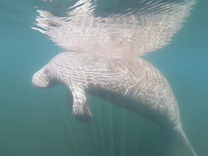 Manatee at Ocala National Forest