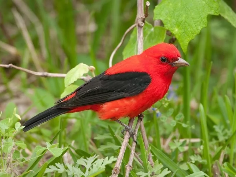 Scarlet Tanagers