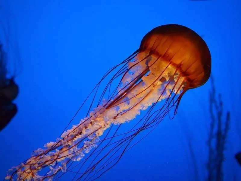 Jellyfish