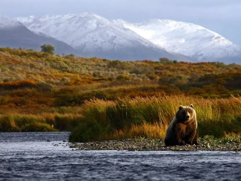 Kodiak Island Brown Bear