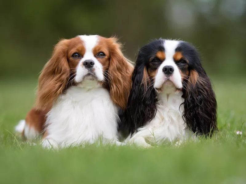 Two Cavalier King Charles Spaniel dogs outdoors in nature