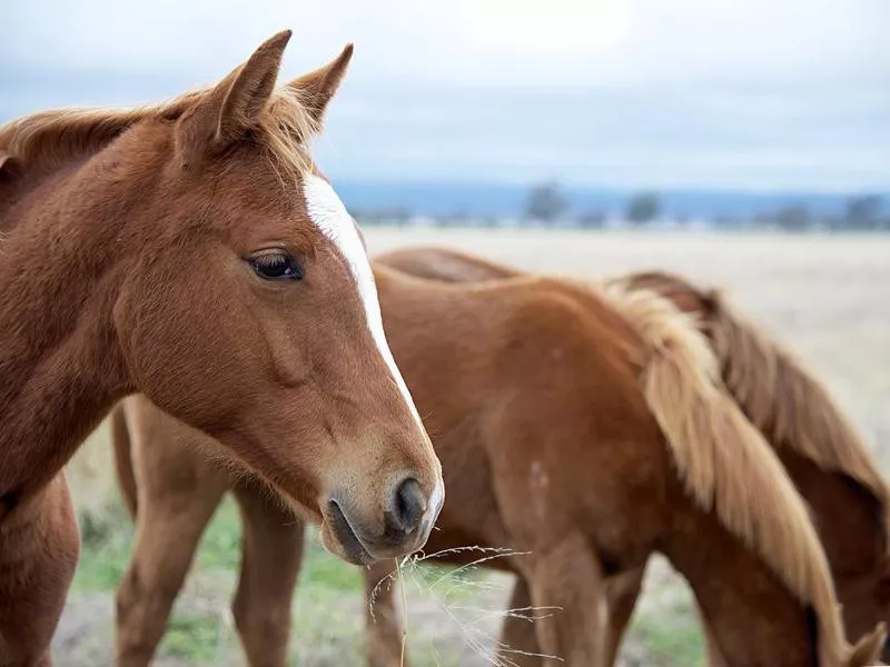 Chestnut horses