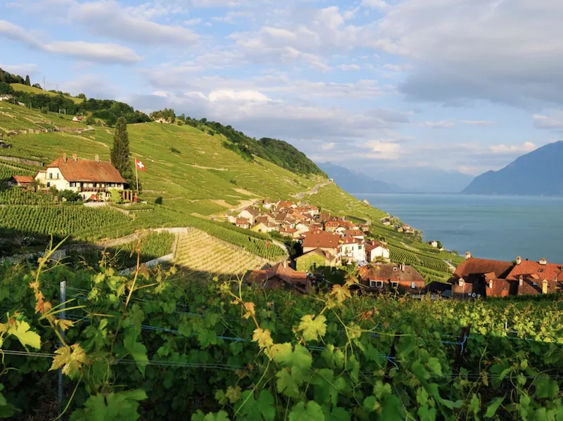 Lavaux