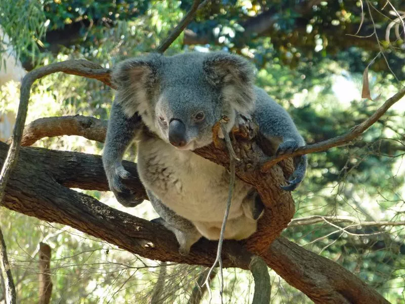 Killer koala