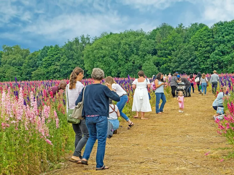 A pathway through a field of Delphiniums, Wick, Pershore, UK