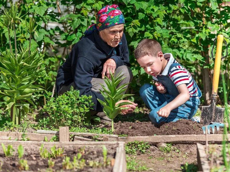 Old Woman And Her Grandson Working At Garden