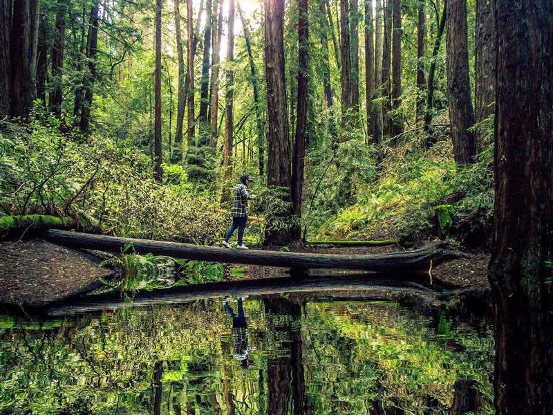 Redwood Regional Park