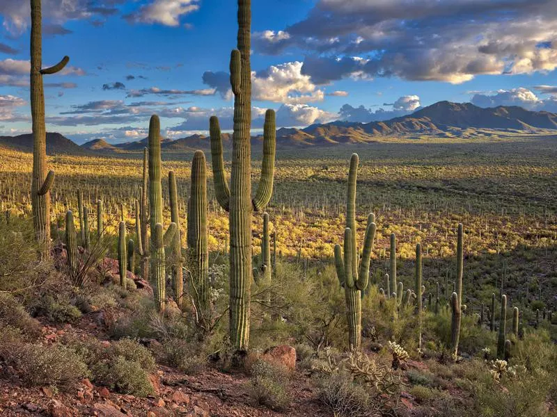 Saguaro desert