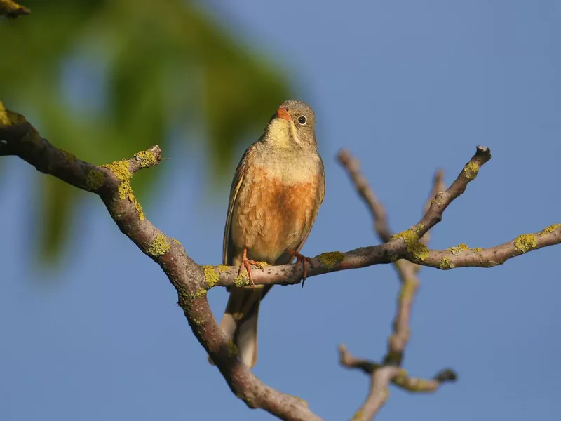 Male ortolan