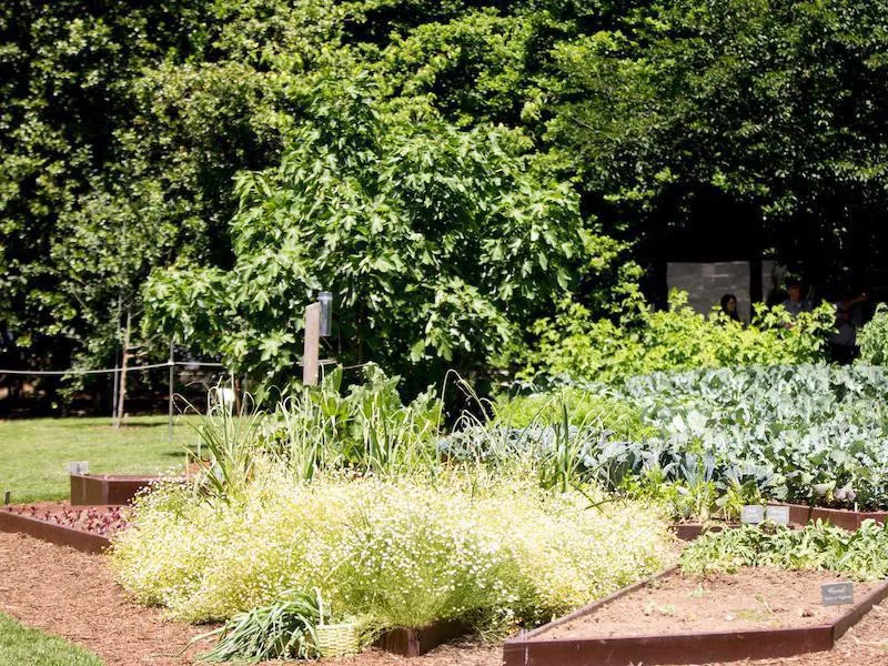 White House Kitchen Garden