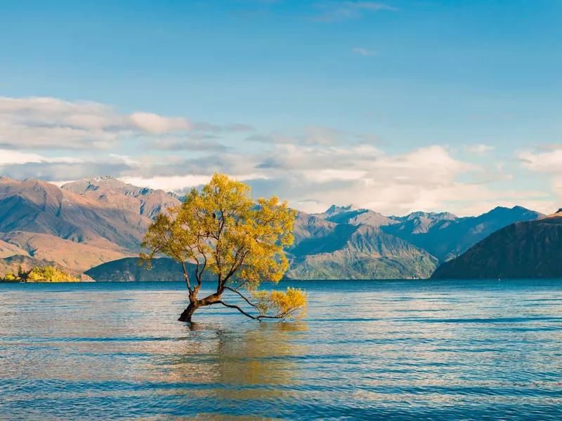 Wanaka Tree, Lake Wanaka at sunrise, New Zealand