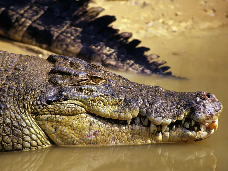 Saltwater Crocodile