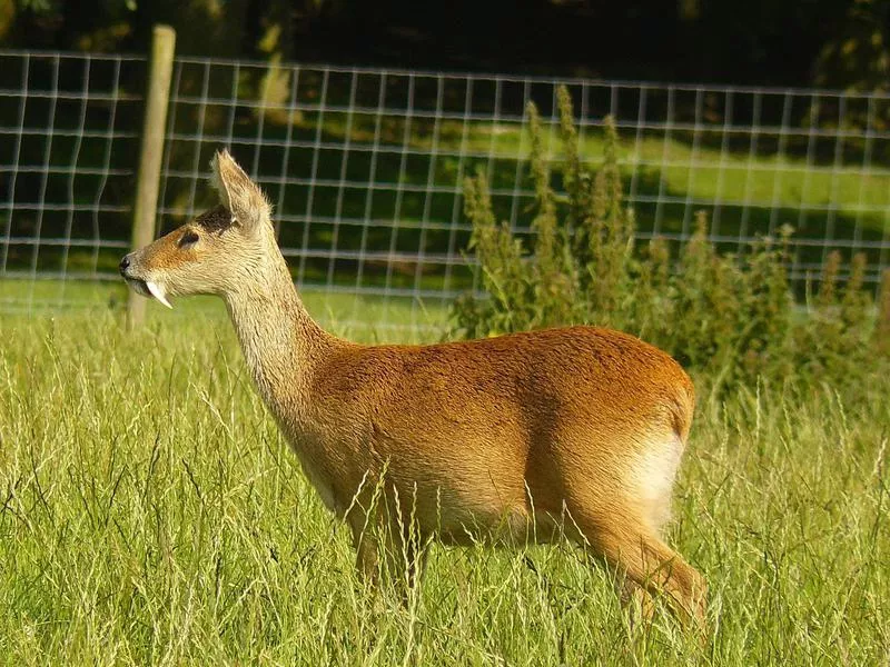 Chinese Water Deer