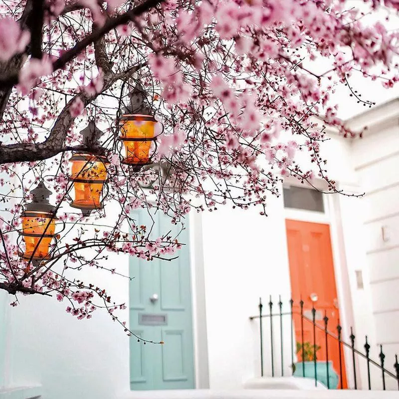 Cherry blossoms in London