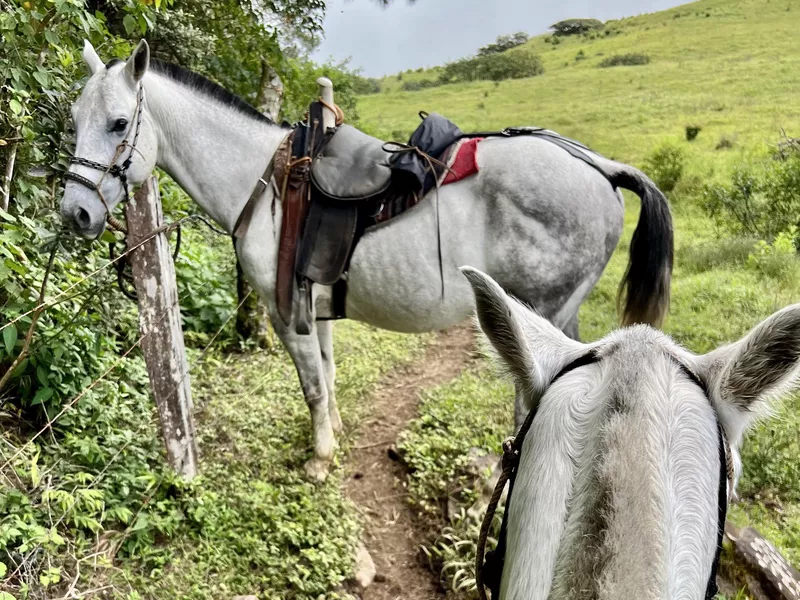 Tour with Horsetrek Monteverde in Costa Rica