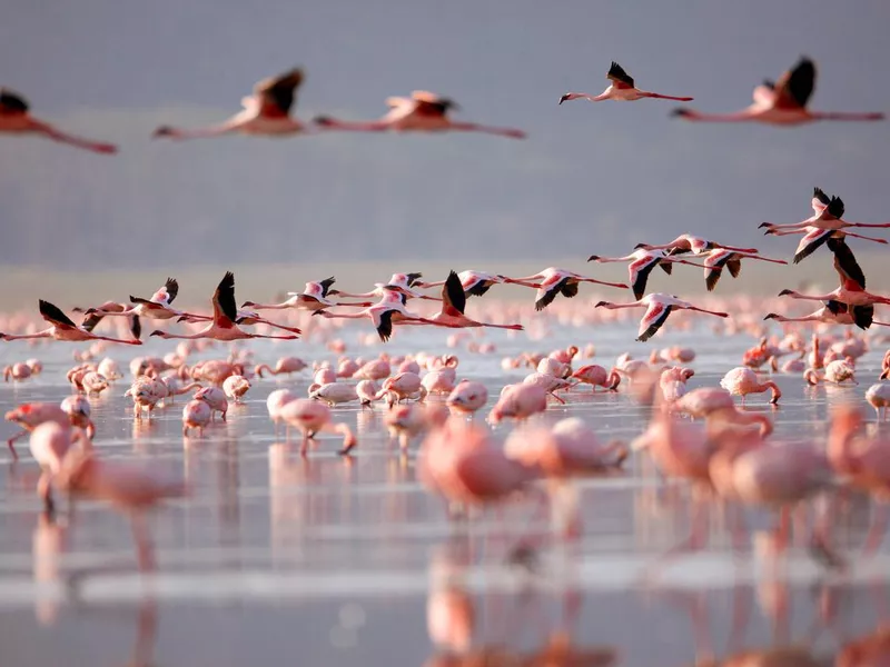 Flamingoes on Lake Nakuru