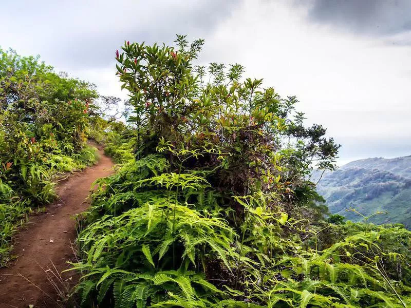 Kuliouou Ridge Trail