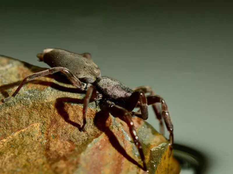 White-tailed spider