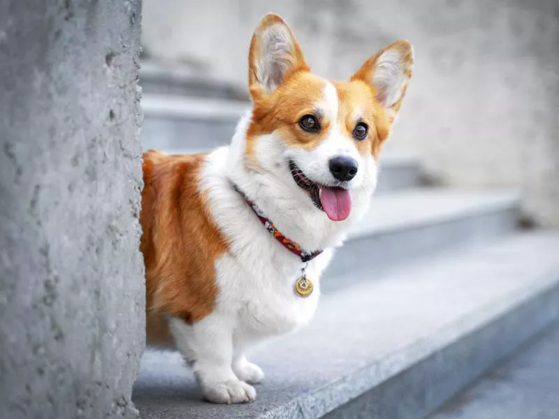 Pembroke Welsh Corgi