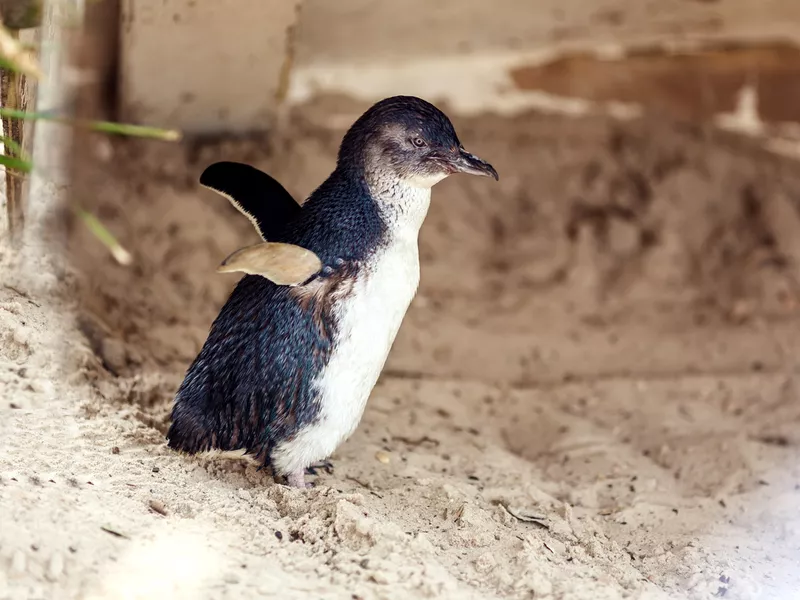 Fairy penguin