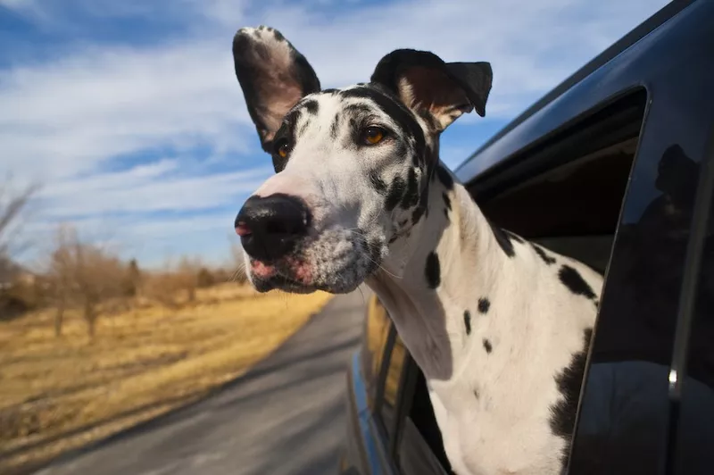 Great Dane