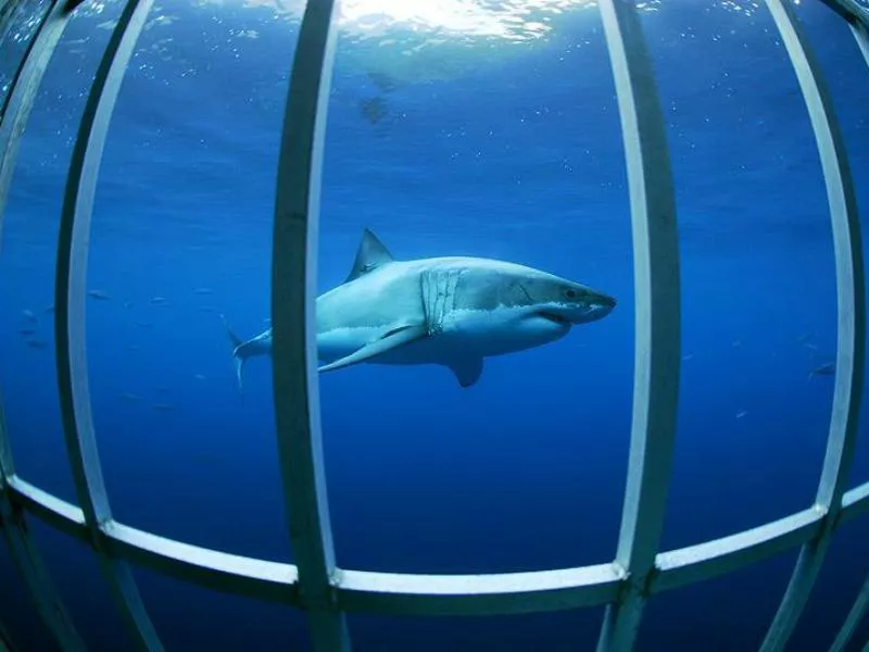 Shark Guadalupe Island