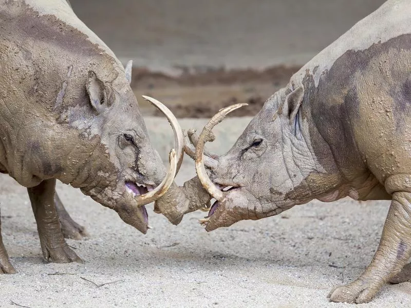 Babirusas fighting