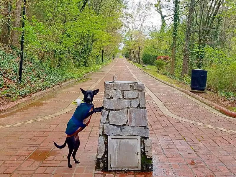 Dog visiting Hot Springs National Park