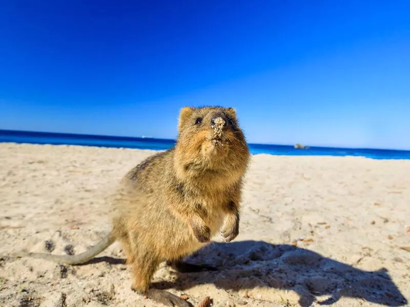 quokka