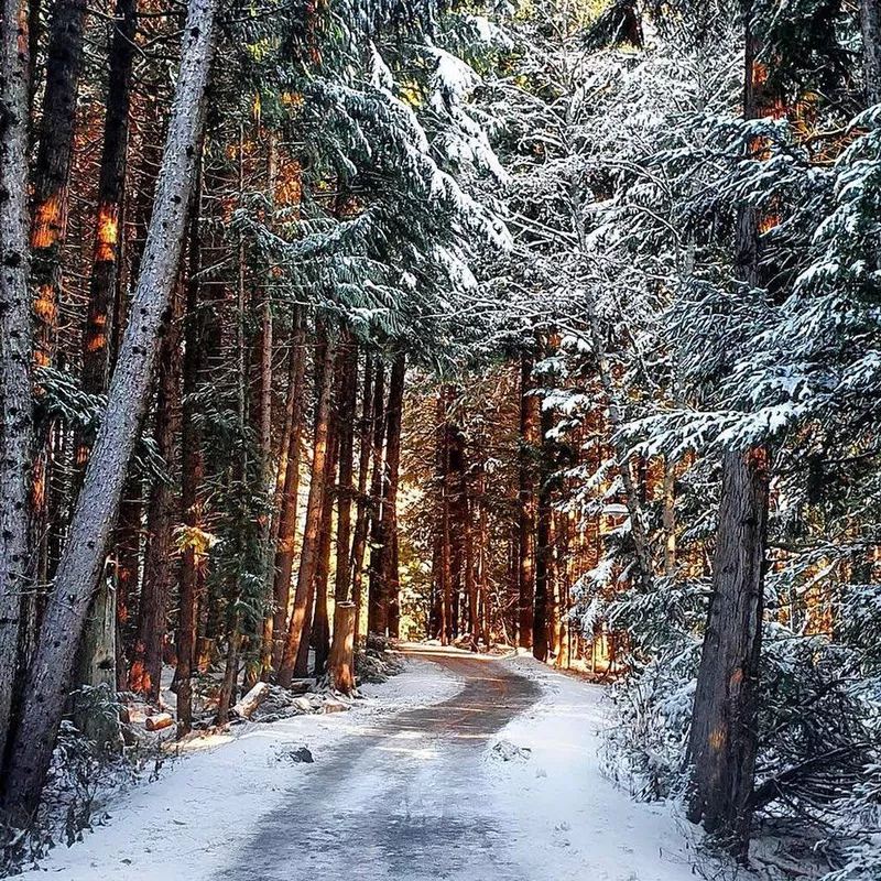 Tall, snow-lined trees on a road