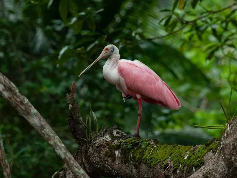 Roseate Spoonbill in Costa Rica