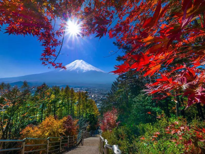 Aokigahara Forest