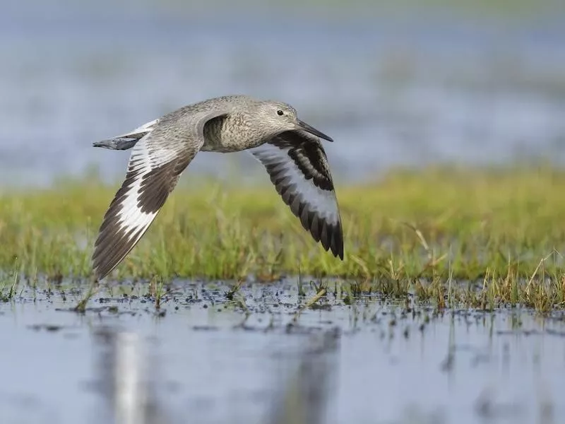 Willet