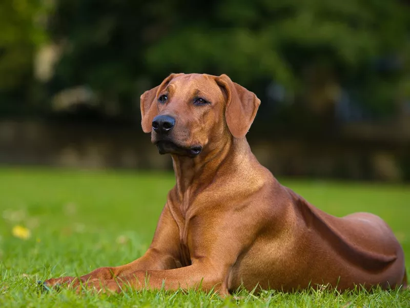 Beautiful dog rhodesian ridgeback puppy