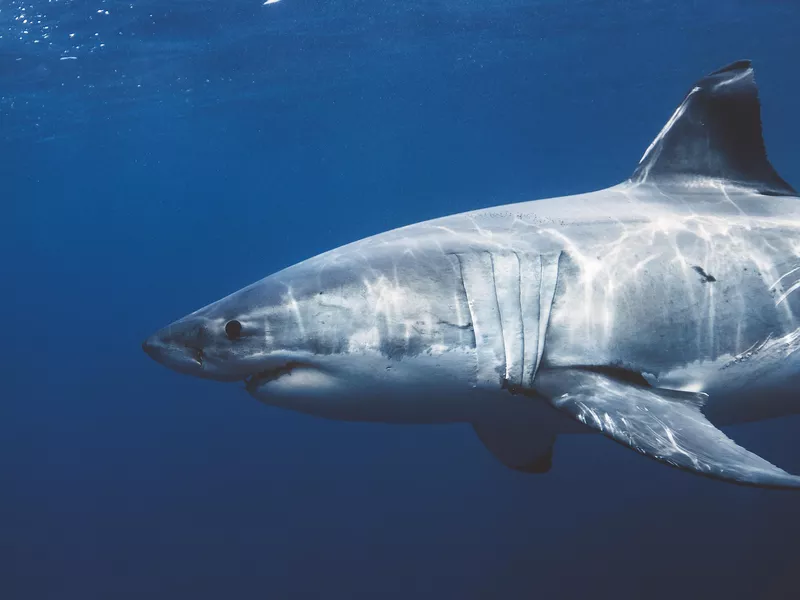 Great White Shark