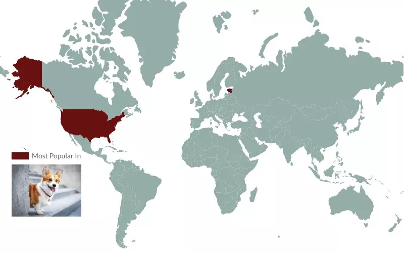 Corgi popularity map