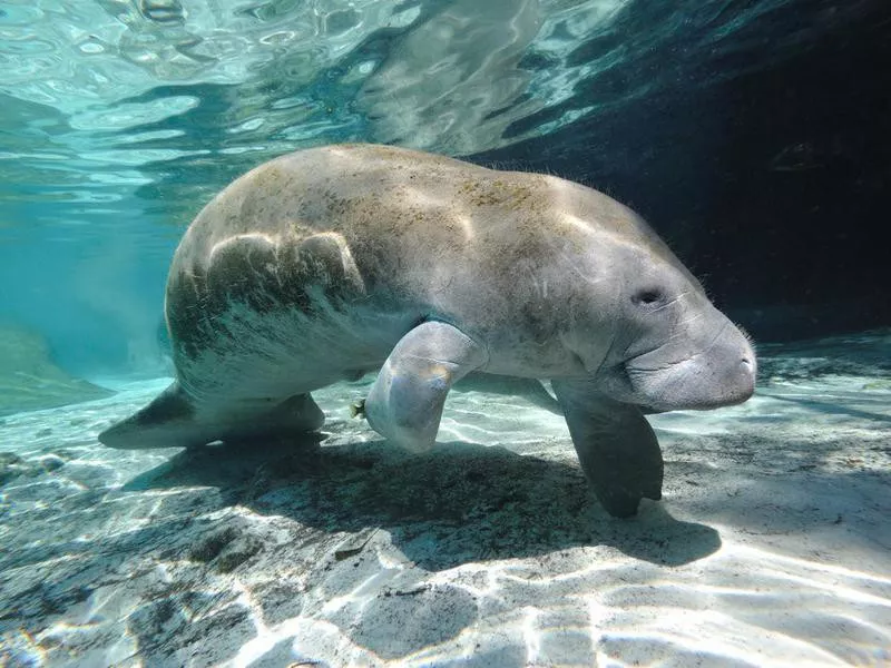 manatee