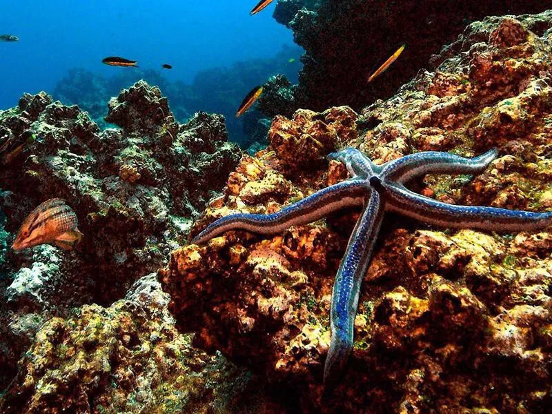 Devil's Crown coral reefs