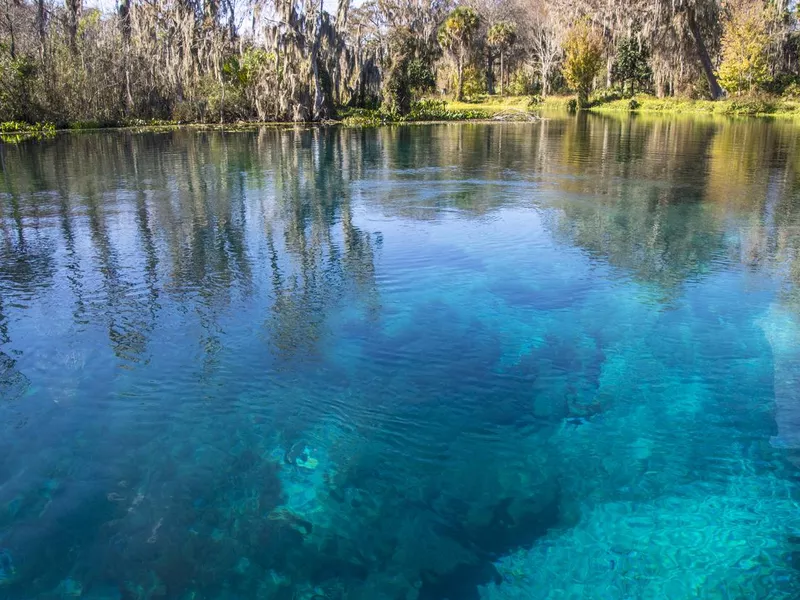 Turquoise blue Silver Springs